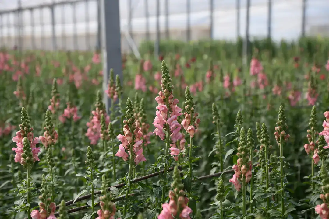 Aslanağzı Üretimiyle Avrupa Pazarına İlk Sevkiyat 6